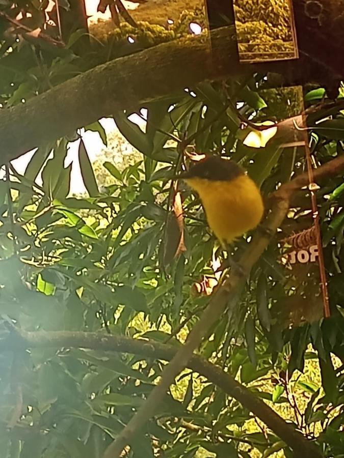 La Casita Del Arbol Guaduas Cundi. Hotel Ngoại thất bức ảnh